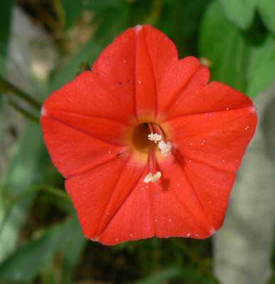rote_Winde_1.jpg