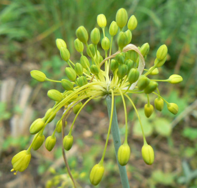 Allium_flavum_1.jpg