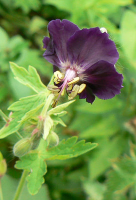 Geranium_Raven_Juli_2008_1.jpg