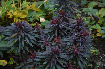 Euphorbia_amygdaloides-BlackBird.18-1.jpg