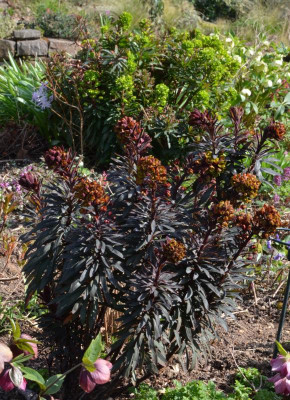 Euphorbia_amygdaloides-BlackBird.22-1.jpg