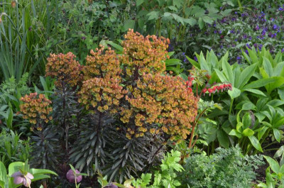 Euphorbia_amygdaloides-BlackBird.22-3.jpg