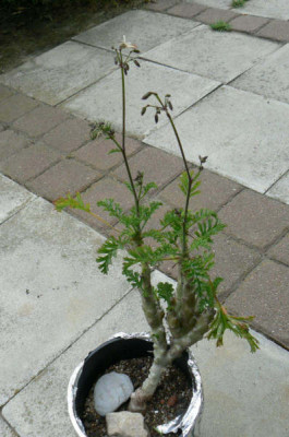 Pel_carnosum_ganz_1.jpg