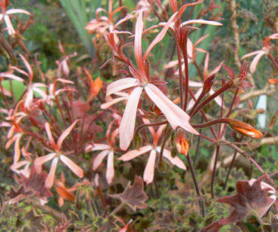 Pelargoniensterne_1.jpg
