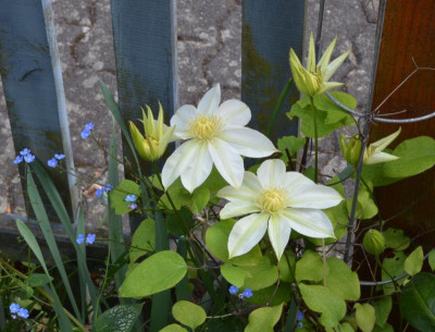 Clematis-WadasPrimrose.22-1.jpg