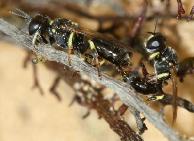 Crossocerus_sp_-_Grabwespe_12b_6mm_Paarung_-_Sandgrube_Niedringhaussee.jpg