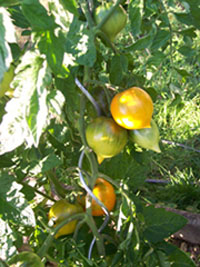 tomate_gelb.jpg