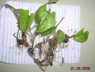 Yamswurzel___Dioscorea_batata.jpg