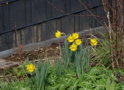 Narcissus_obvallaris.23-1.jpg