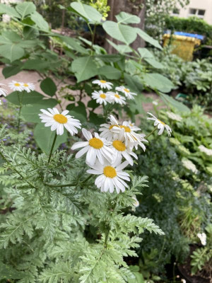 IMG_2121.jpeg