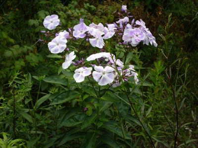 4Juli_2008_009kl.19_Phlox_pan._Prospero.JPG