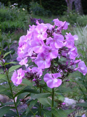 11.07.2008_18kl.22_Phlox_pan._Nachodka.JPG