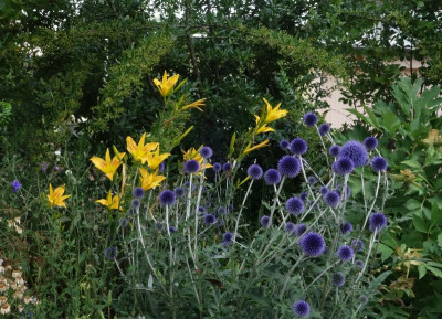 Echinops-Veitch’s Blue.23-1.jpg