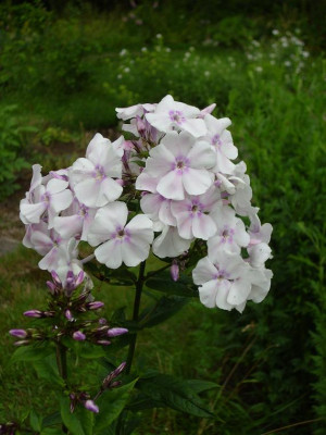 11.07.2008_17kl27_Phlox_pan._Elfe.JPG