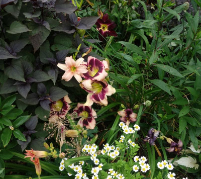 Hemerocallis.23-5.jpg