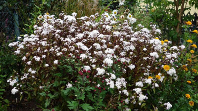 Eupatorium_rugosum-Chocolat.14-1.jpg