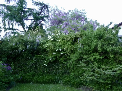 wisteria.jpg