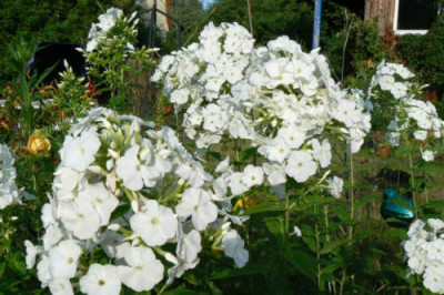 Phlox_weiss1.jpg