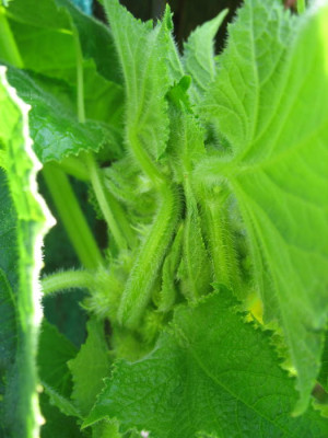 Gurke3_1_2_1.jpg