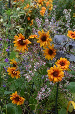 Heliopsis_scabra-BleedingHearts.21-10.jpg