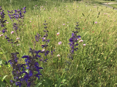 Salvia prat. und Armeriawiese.JPG