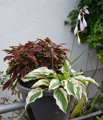 Coleus.21-6.jpg