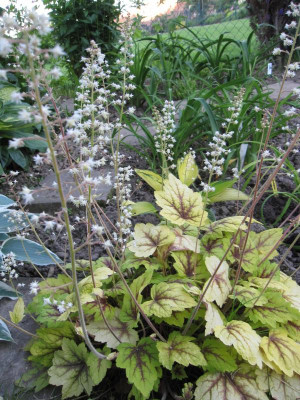 Heuchera 'Stoplight'_4976.jpeg