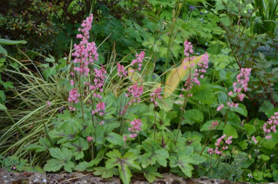 Heucherella.22-1.jpg