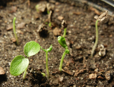Poliothyrsis sinensis Seedling Keimling.jpg
