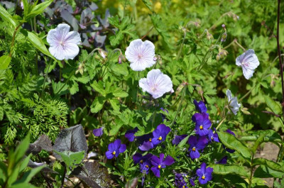 Geranium_himalayense-DerrickCook.19-1.jpg