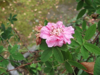 Rosa_majalis_forcundissima_klein_IMG_0779.jpg