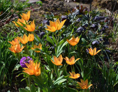 Tulipa-Shogun.17-1.jpg