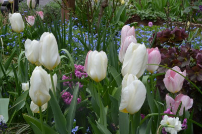 Tulipa-Purissima+FlamingPurissima.22-1.jpg