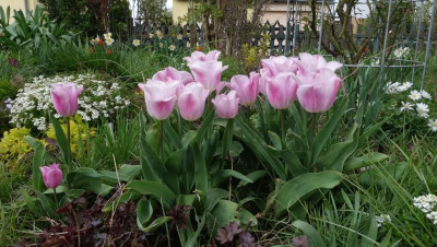 Tulipa-SynaedaAmor.23-1.jpg