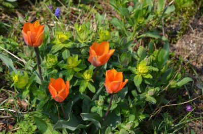 Tulipa-PrincessIrene.21-1.jpg