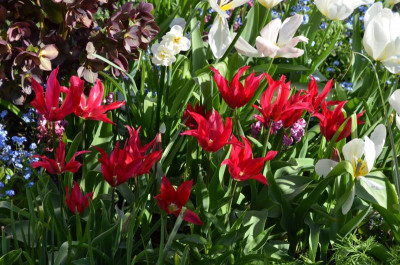 Tulipa-DollsMinuet.21-1.jpg