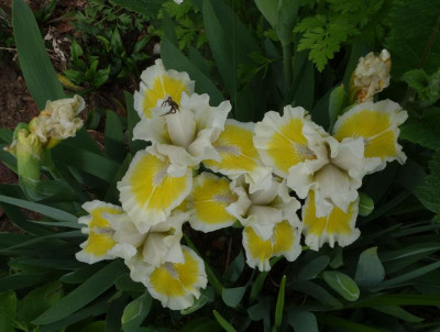 Iris-CaptiveSun.23-1.jpg