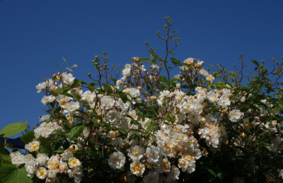 Rose-Trier.23-3.jpg