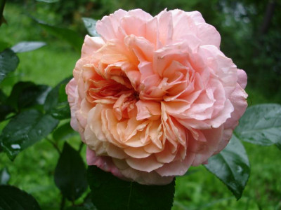 1Cornouaille.JPG