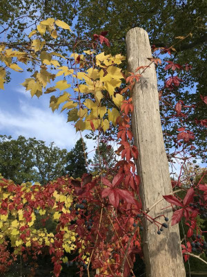 Vitis und Parthenoc..JPG