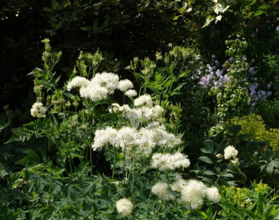 Thalictrum_aquilegifolium-Mali me Gropa.23-4.jpg