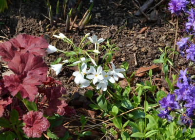 Phlox_stolonifera-Ariane.22-1.jpg