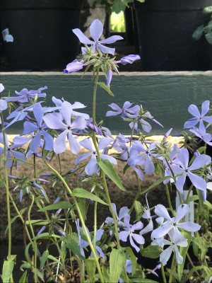 Phlox divaricata ´Cloud of Perfume´ (2).JPG