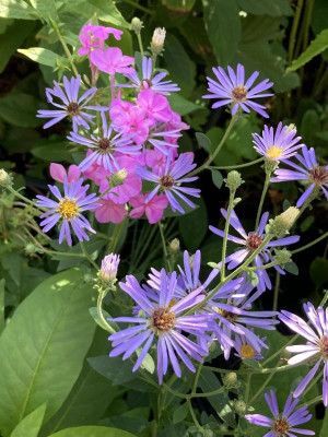 Aster Twilight und pinker Phlox Hesperis (2).JPG