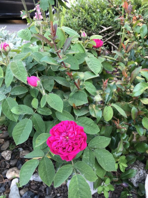 IMG_1680.jpeg
