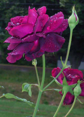 OldeRomeo_07_08_09.JPG