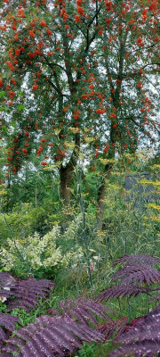 Sorbus....jpg