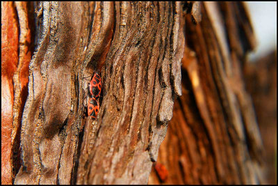 feuerwanze_sequoia.jpg