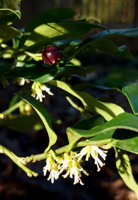 20240123_110824 Sarcococca confusa.jpg