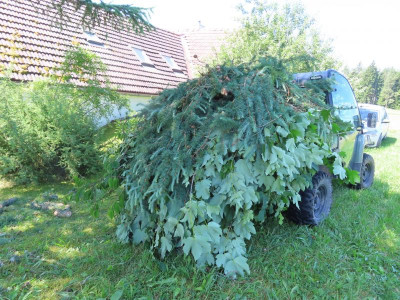 baumschnitt (2).JPG